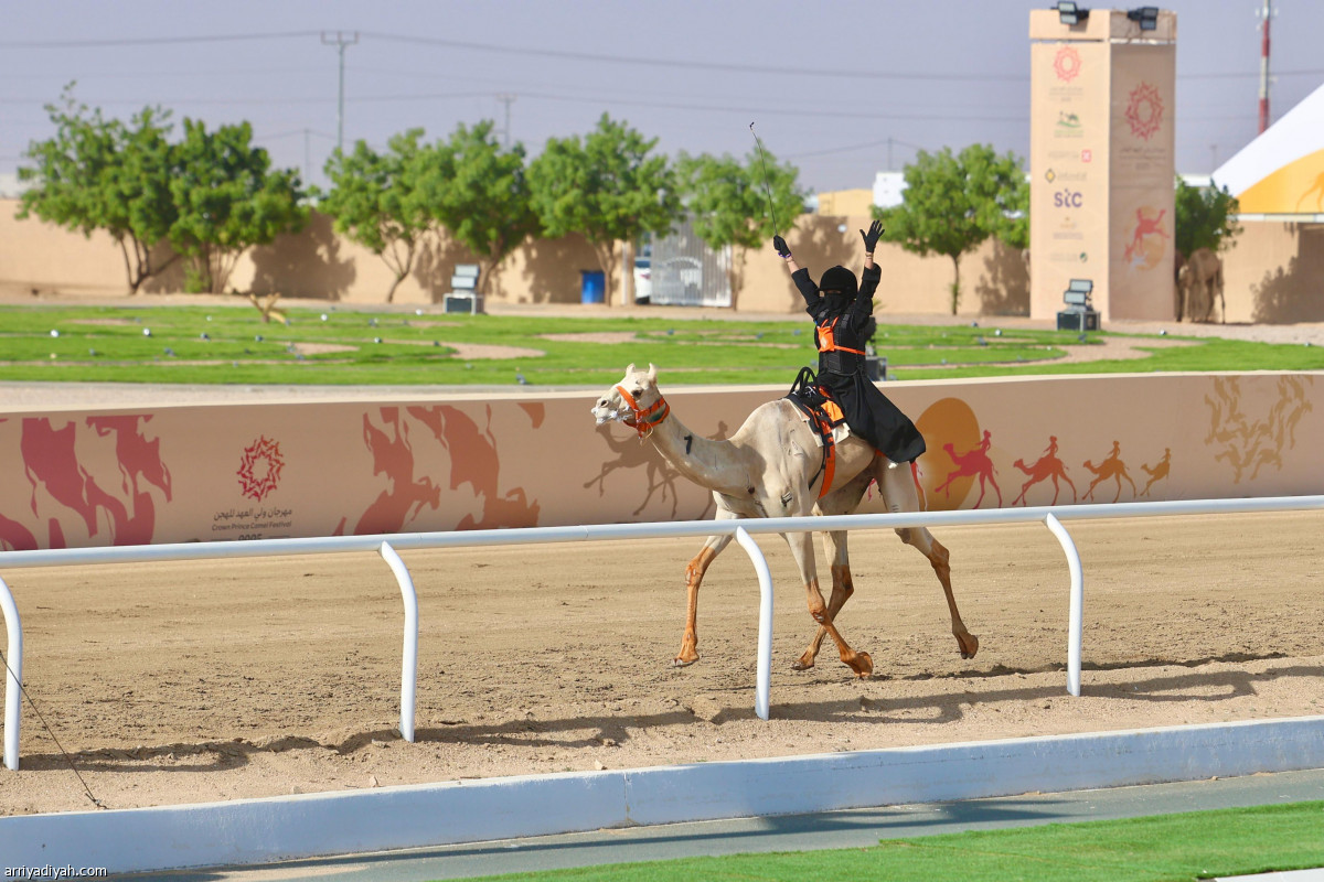الهجانة.. صدارة سعودية